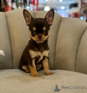 Photo №1. chihuahua - for sale in the city of GeretSried | negotiated | Announcement № 167686