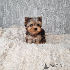 Photo №1. yorkshire terrier - for sale in the city of Berlin | 568$ | Announcement № 164793