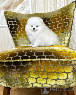 Photo №1. pomeranian - for sale in the city of Munich | 470$ | Announcement № 166631