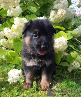 Photo №3. German shepherd puppies for adoption. Germany