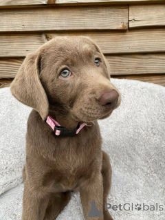 Photo №1. labrador retriever - for sale in the city of Montpellier | negotiated | Announcement № 165309