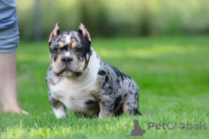 Photo №1.  - for sale in the city of Leipzig | 940$ | Announcement № 147452