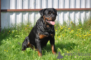 Photo №4. I will sell rottweiler in the city of Minsk. from nursery - price - 500$