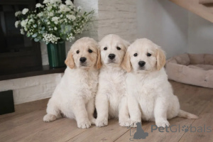 Photo №1. golden retriever - for sale in the city of Espoo | negotiated | Announcement № 173988