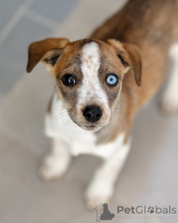 Photo №1. non-pedigree dogs - for sale in the city of Moscow river | Is free | Announcement № 161492