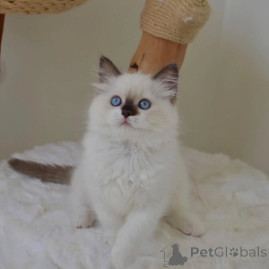 Photo №2 to announcement № 156267 for the sale of ragdoll - buy in Finland private announcement