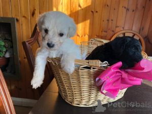 Photo №1. labrador retriever - for sale in the city of St. Petersburg | 317$ | Announcement № 37086