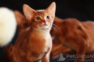 Photo №4. I will sell abyssinian cat in the city of Minsk. from nursery - price - 838$