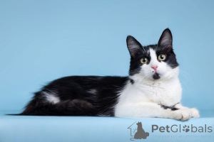 Photo №1.  - for sale in the city of Moscow river | Is free | Announcement № 162710