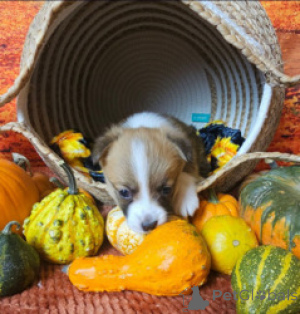 Photo №4. I will sell welsh corgi in the city of Benapole. breeder - price - negotiated