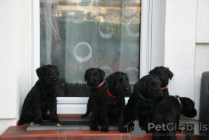 Photo №3. Medium Schnauzer black FCI pedigree puppies. Poland