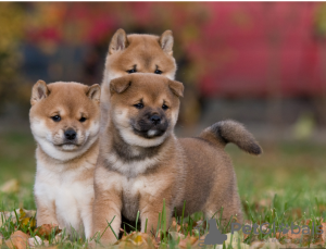 Photo №1. shiba inu - for sale in the city of Ceske Budejovice | negotiated | Announcement № 97849
