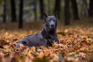 Photo №1. thai ridgeback - for sale in the city of Saint-Denis | 500$ | Announcement № 159192