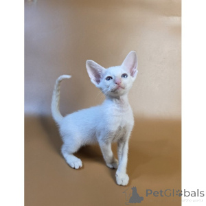 Photo №1. siamese cat - for sale in the city of Kettering | 361$ | Announcement № 174392