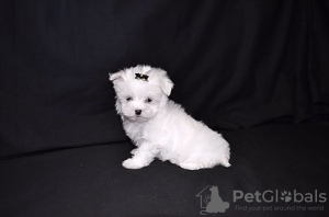 Photo №4. I will sell maltese dog in the city of Berlin.  - price - negotiated