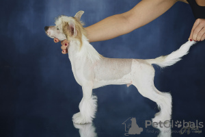 Photo №2 to announcement № 8340 for the sale of chinese crested dog - buy in Latvia from nursery