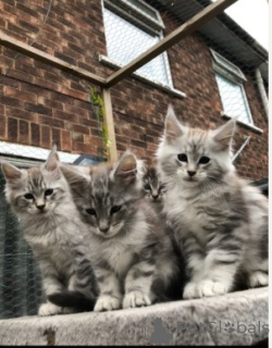 Photo №4. I will sell maine coon in the city of Erftstadt. private announcement - price - 599$