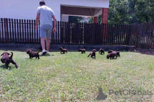 Additional photos: Labrador Retriever, chocolate brown litter