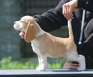 Photo №1. beagle - for sale in the city of Minsk | 599$ | Announcement № 2898