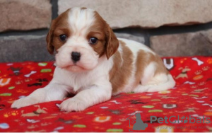 Photo №1. non-pedigree dogs - for sale in the city of Berlin | 400$ | Announcement № 56591