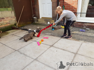Photo №4. I will sell caucasian shepherd dog in the city of Copenhague. private announcement, breeder - price - 774$