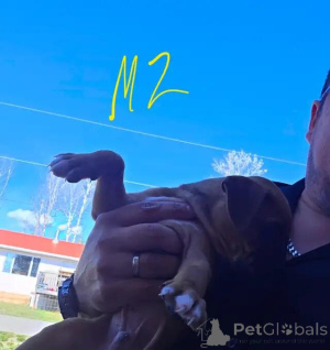 Photo №1. non-pedigree dogs - for sale in the city of Aalter | 599$ | Announcement № 176315