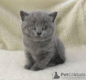 Photo №3. British shorthair kittens Business WhatsApp 37256062792. Finland