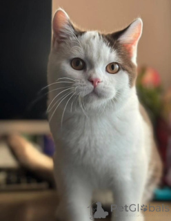 Photo №1. british shorthair - for sale in the city of ASCH | negotiated | Announcement № 155692