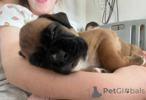 Photo №2 to announcement № 176166 for the sale of boxer - buy in Germany private announcement