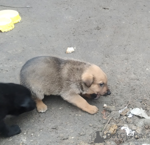 Photo №4. I will sell non-pedigree dogs in the city of Kharkov. private announcement - price - Is free