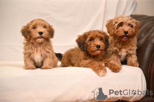 Photo №2 to announcement № 114036 for the sale of havanese dog - buy in Serbia breeder