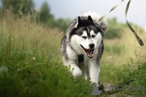 Photo №3. The charismatic Husky named Boris is looking for his man!. Russian Federation