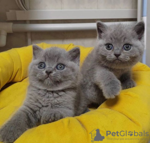 Photo №1. british shorthair - for sale in the city of Verona | negotiated | Announcement № 122120