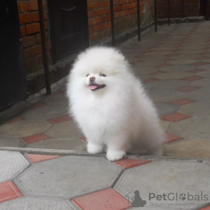 Photo №3. Pomeranian Spitz puppies,. Germany