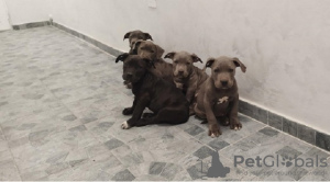 Photo №2 to announcement № 80267 for the sale of american bully - buy in Serbia breeder