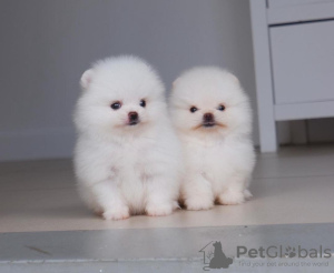 Photo №1. pomeranian - for sale in the city of Regensburg | 423$ | Announcement № 104074