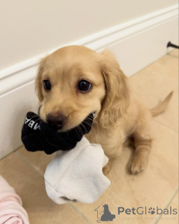 Photo №1. dachshund - for sale in the city of Munich | negotiated | Announcement № 144409