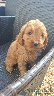 Photo №2 to announcement № 143483 for the sale of  - buy in Austria breeder