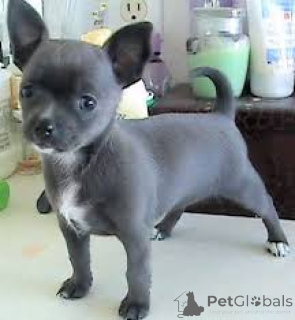 Photo №2 to announcement № 165558 for the sale of chihuahua - buy in United Kingdom private announcement, breeder