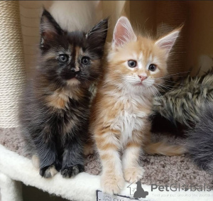 Photo №3. Sibirische Kätzchen zu adoptieren.. Germany