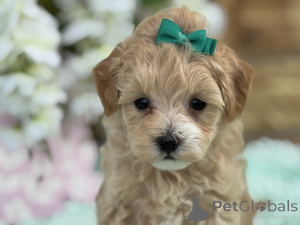 Photo №1. maltipu - for sale in the city of LauterBach (Hessen) | 847$ | Announcement № 150165