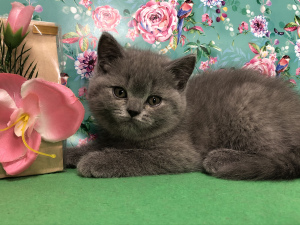Photo №2 to announcement № 6170 for the sale of british shorthair - buy in Russian Federation from nursery, breeder