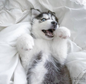 Photo №3. Siberian Husky for Sale. Israel