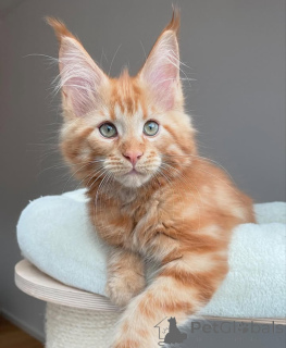 Photo №1. maine coon - for sale in the city of Louisville | 1200$ | Announcement № 135594