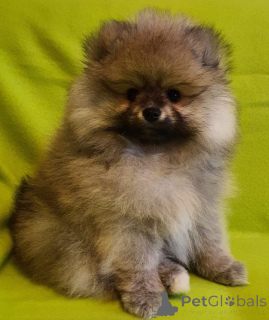 Photo №2 to announcement № 165021 for the sale of pomeranian - buy in Germany 