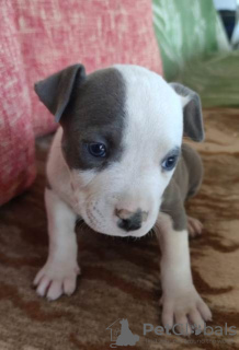 Photo №2 to announcement № 103917 for the sale of staffordshire bull terrier - buy in Serbia 