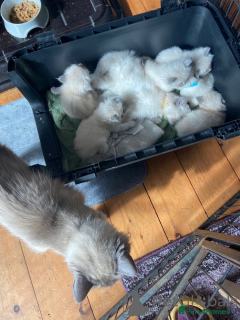 Photo №2 to announcement № 148561 for the sale of ragdoll - buy in Germany breeder