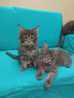Additional photos: Maine Coon Kittens