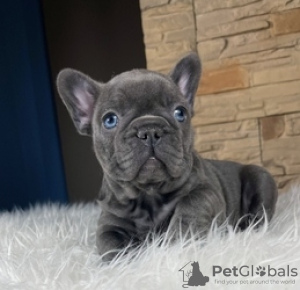 Photo №1.  - for sale in the city of New Orleans | 300$ | Announcement № 133483