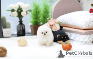 Photo №1. pomeranian - for sale in the city of Washington | 700$ | Announcement № 167869